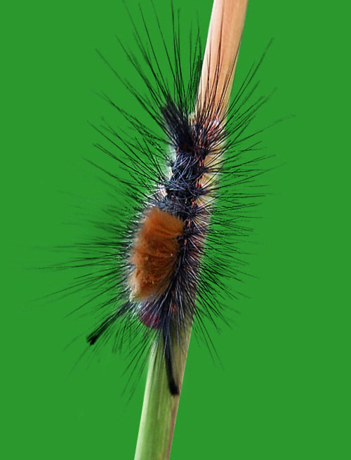 最终精修完成的毛虫作品